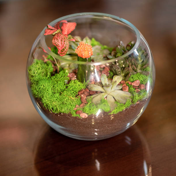 istock Rounded terrarium in the glass 1216804499