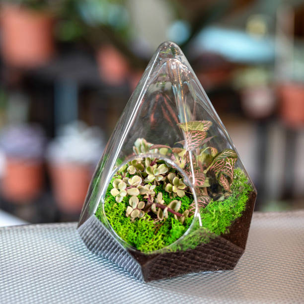 istock Triangle terrarium in the glass 1216804519