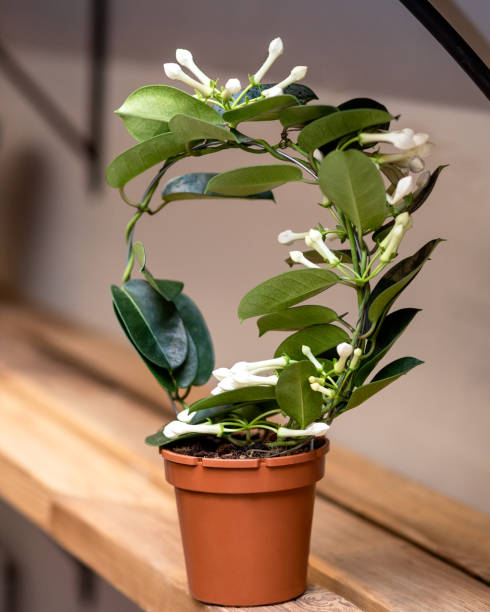istock White Stephanotis floribunda flower plant 1216804597