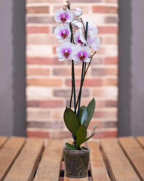 istock White Phalaenopsis, Moth orchid flowers in the pot 1216804605