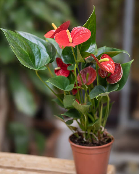 Red Anthurium Laceleaf flower plant in pot Red flower with green background anthurium stock pictures, royalty-free photos & images