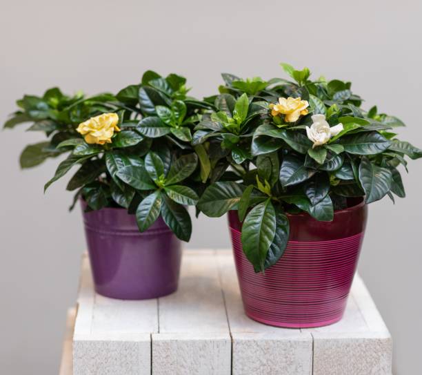 Two Beautiful Gardenia plant with flower Natural, organic house plant, flower in the pot spring training stock pictures, royalty-free photos & images