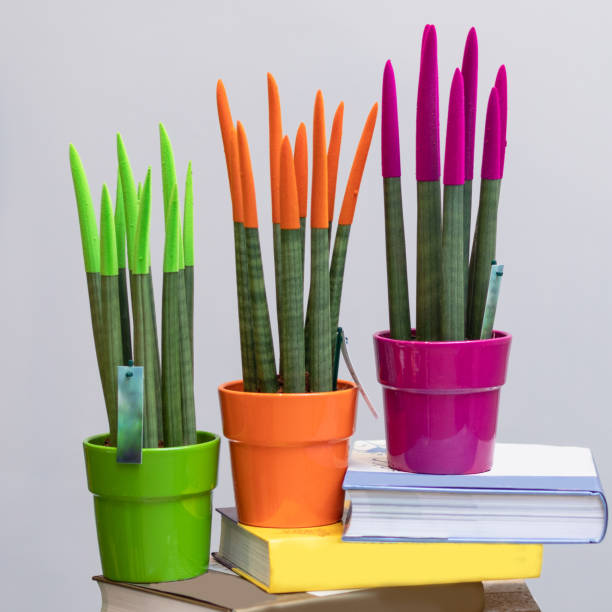 istock Sansevieria Cylindrica Spaghetti Velvet Touchz painted 1216804692
