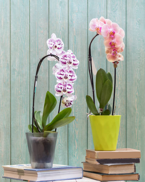 istock White, pink Phalaenopsis, Moth orchid flowers in the pot 1216804802