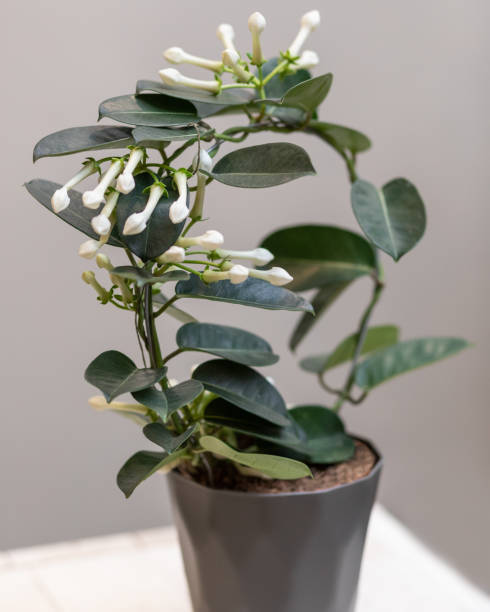 istock White Stephanotis floribunda flower plant 1216805569
