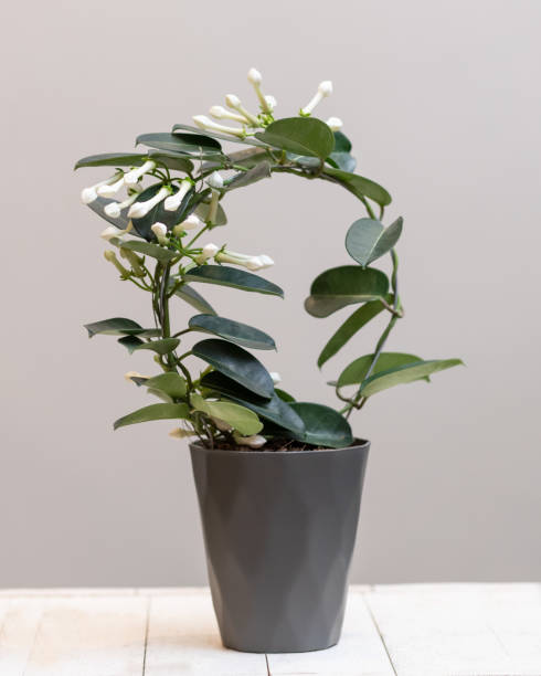 istock White Stephanotis floribunda flower plant 1216805641