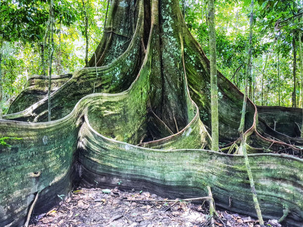 A Sumauma tree (Ceiba pentandra) with more than 40 meters of height. Amazon rainforest understory, rainforest tree with buttress roots ceiba tree photos stock pictures, royalty-free photos & images