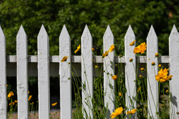 istock White picket fence with yellow flowers 1216806237