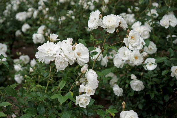 istock white roses in a public garden ,close-up 1216806577
