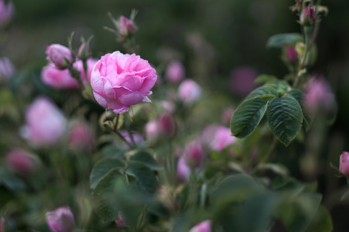 Beautiful Bulgarian Damask Roses in the Valley of Roses in Bulgaria,detail