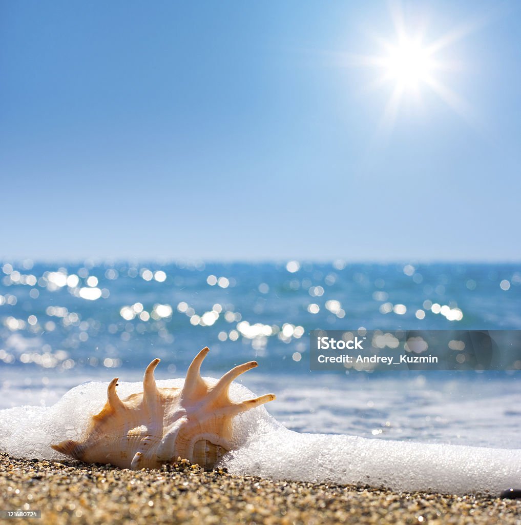 seashell in surf and sand of seashore  Animal Shell Stock Photo