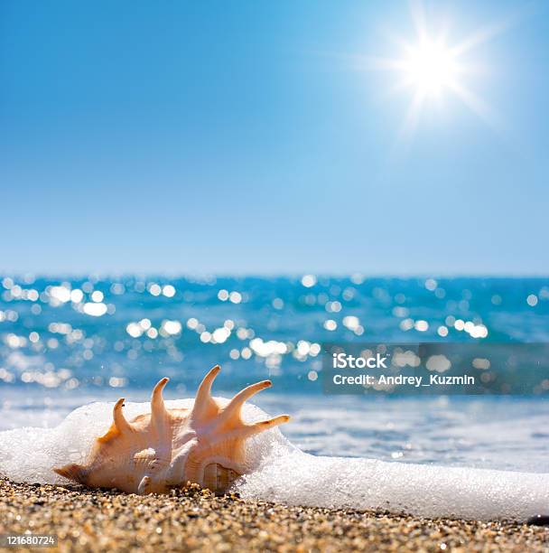 Seashell In Surf And Sand Of Seashore Stock Photo - Download Image Now - Animal Shell, Beach, Color Image