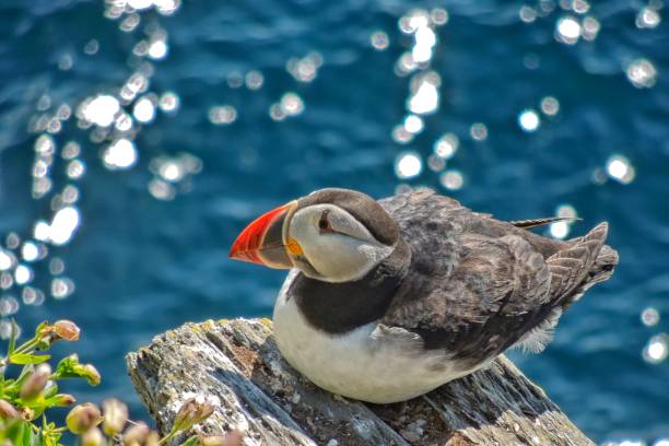 Skellig Michael Puffin - foto stock