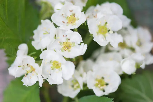 Beautiful whitehorn or hawthorn blossom close up