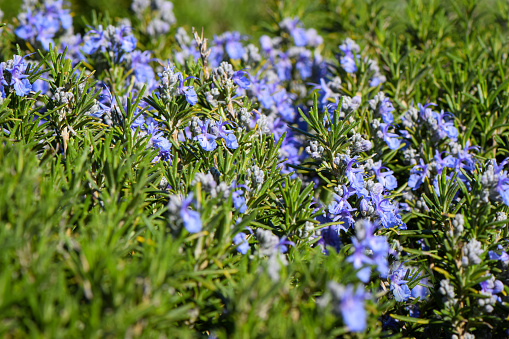 A full frame image of a green rosemary herb bush with beautiful purple flowers growing in the sunlight.