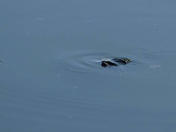 istock fresh water lake tortoise 1216810839
