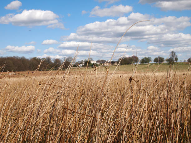 istock tall grass in Richmond park 1216810966