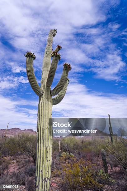 Foto de Deserto De Cena e mais fotos de stock de Arenito - Arenito, Arizona, Azul