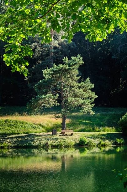A lonely green tree with a bench in sunlight in an idyllic forest landscape in summer at the Haselweiher pond near Bad Orb in the Spessart area