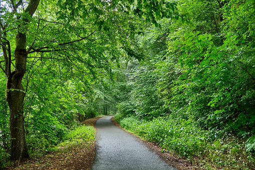 A tarred footpath and cycle path leading through a beautiful green forest with fresh lush foliage. Seen in the Haseltal near Bad Orb in the Spessart area in Germany in July.