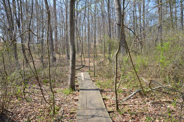 istock wood boardwalk or trail in forest or woods 1216811726