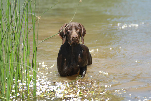 istock German Pointer purebred dog brown color in the field 1216812131