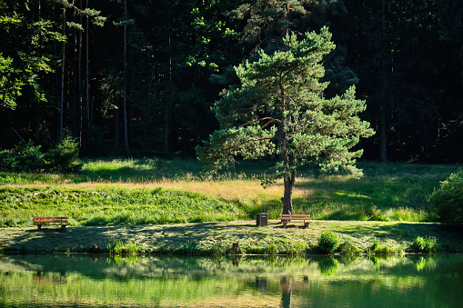 A lonely green tree with a bench in sunlight in an idyllic forest landscape in summer at the Haselweiher pond near Bad Orb in the Spessart area