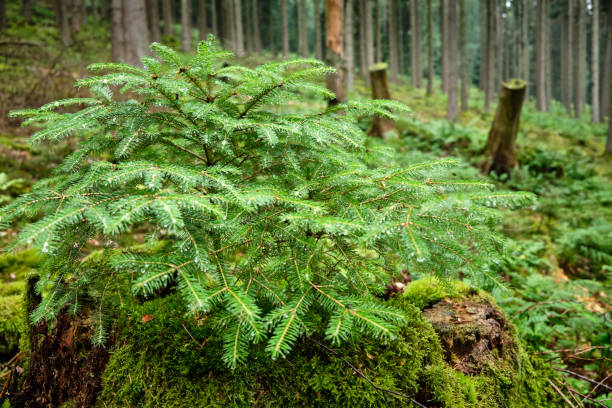 istock Closeup of little conifer tree with rain drops in the forest 1216812268