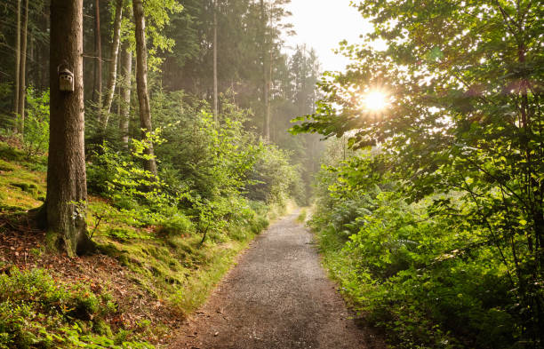 istock Footpath leading through beautiful green summer forest 1216812529