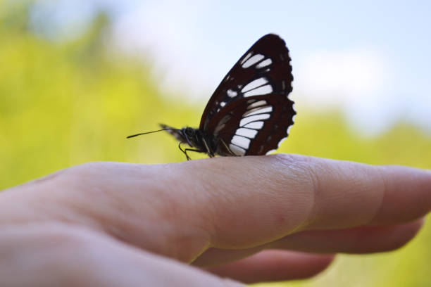 istock A black butterfly sits on a female hand. Close-up. Blurred background. 1216813894