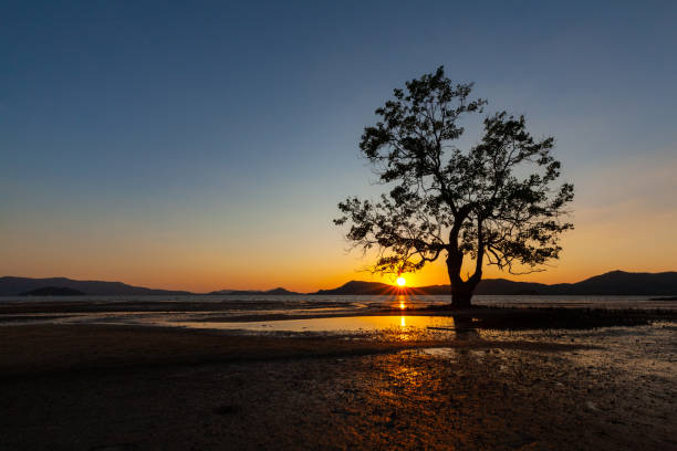 istock sunset on the beach and colorful sky with tree and sunstar 1216815769