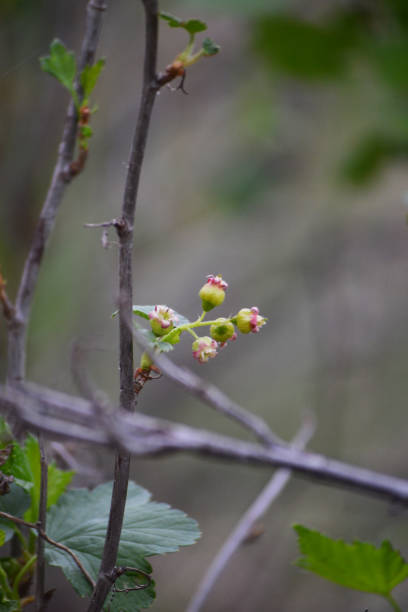 istock black currant flowers, closeup, blurred agricultural spring background. 1216815946