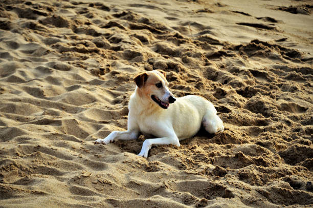 istock Dog turns can resting on beach sand 1216815960