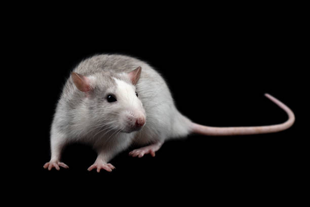 Gray rat isolated on dark black background. Rodent pet. Domesticated rat full length close up. The rat is looking at the camera.