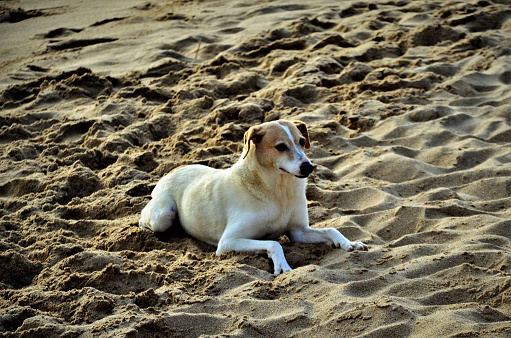 A beautiful viralata dog resting quietly on the beach sand