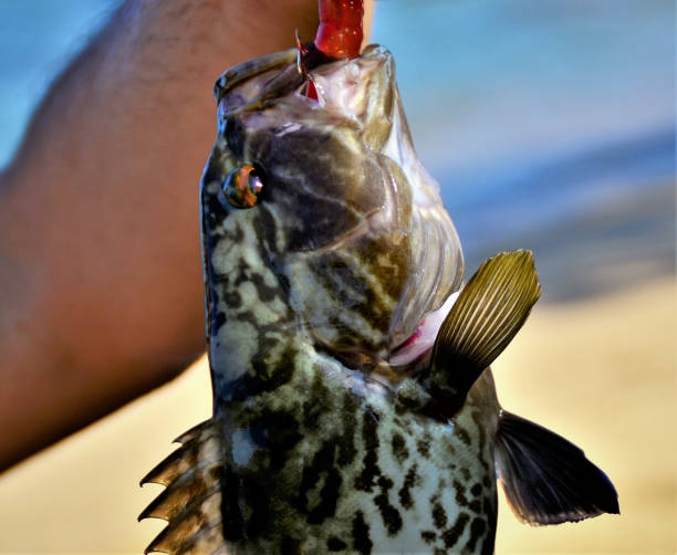 istock A grouper caught on the beach 1216815991