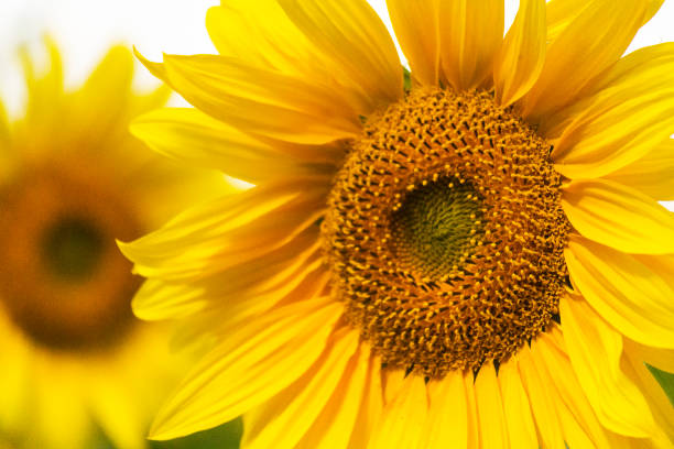 istock Yellow sunflower close-up, blurred background. Harvest concept. 1216816101