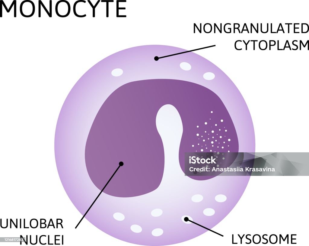 Shutterstack Monocyte Monocytes Diagram