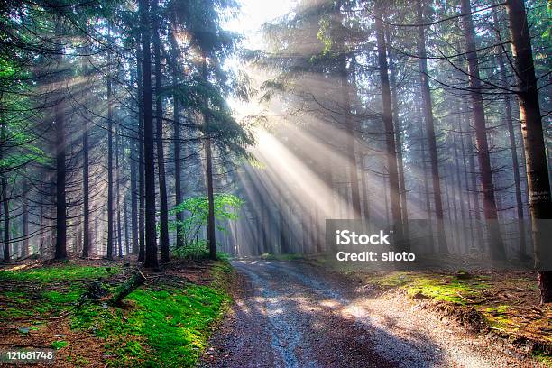 Gift Of Light God Beams Stock Photo - Download Image Now - Autumn, Color Image, Coniferous Tree