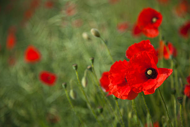 Poppies - foto de acervo