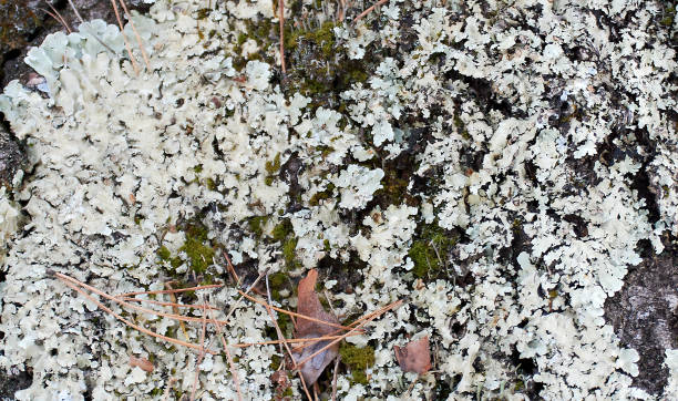 istock Lichen on the bark of a tree. Lichen grows on birch. Abstract, texture light bark of a tree covered with moss 1216819589
