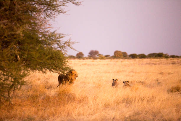 istock Lions in Botswana relaxing in the sun 1216819850