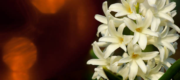 o conceito de luto. flor de jacinto branco em um fundo abstrato. nós nos lembramos, nós choramos. foco seletivo, close-up, visão lateral, espaço de cópia. banner. - efflorescent - fotografias e filmes do acervo