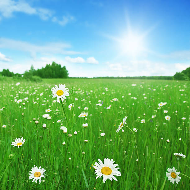 istock Flower field on summer day. 121682177