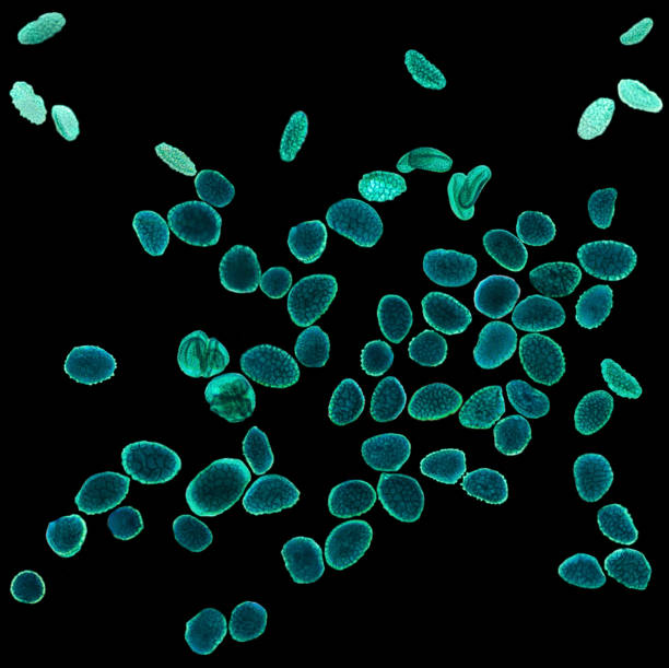 Magnified pollen grains under the light microscope. Grains of pollen often cause allergic reactions to the antigens embedded on the outer casing of microscopic grains. Hay fever and pollinosis. Photo.