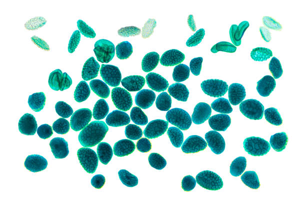 magnified pollen grains under the light microscope, white background - microscop imagens e fotografias de stock