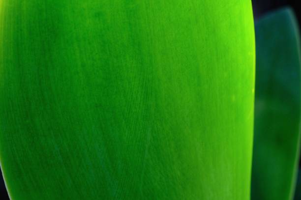 Macro photograph of a green agave frond