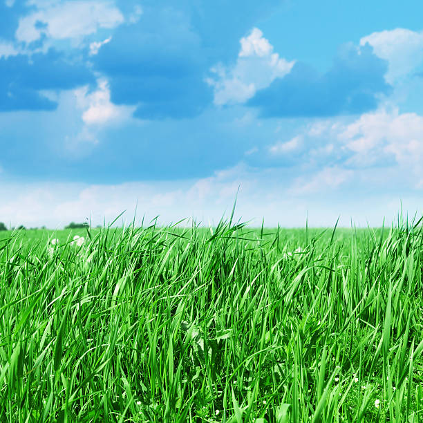 istock Green grass in morning time. 121682281