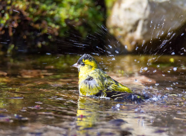 istock Male siskin bird taking a bath in the pond 1216824070