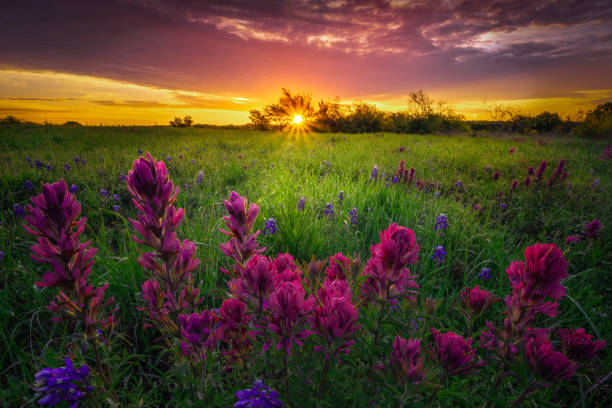 istock Texas Wildflowers at Sunrise 1216824107